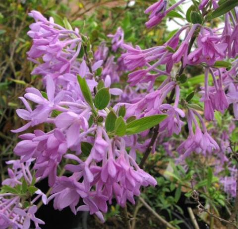 Daphne Genkwa | North American Rock Garden Society